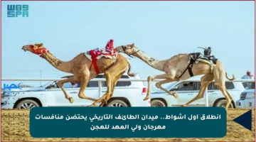 انطلاق أول أشواط.. ميدان الطائف التاريخي يحتضن منافسات مهرجان ولي العهد للهجن